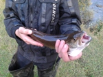 Хариузятник